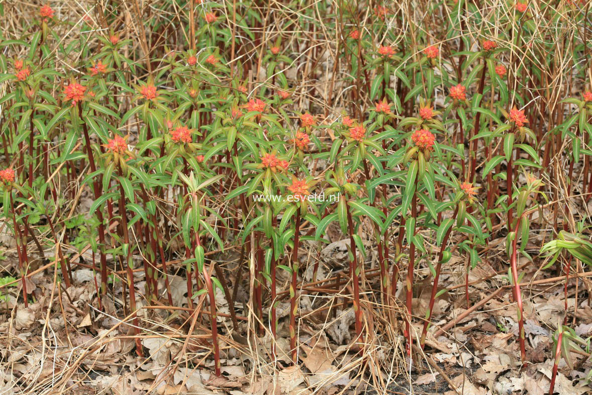 Euphorbia griffithii 'Fireglow'