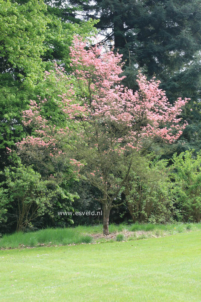 Cornus florida 'Rubra'