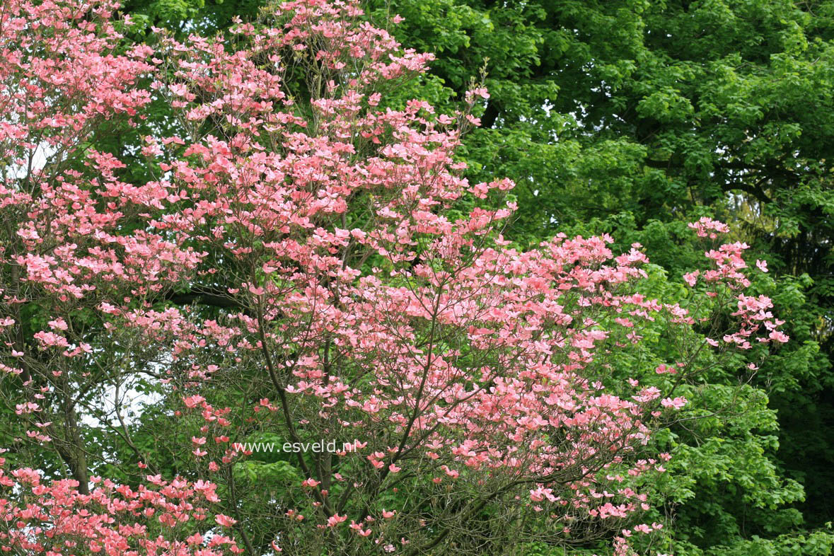 Cornus florida 'Rubra'