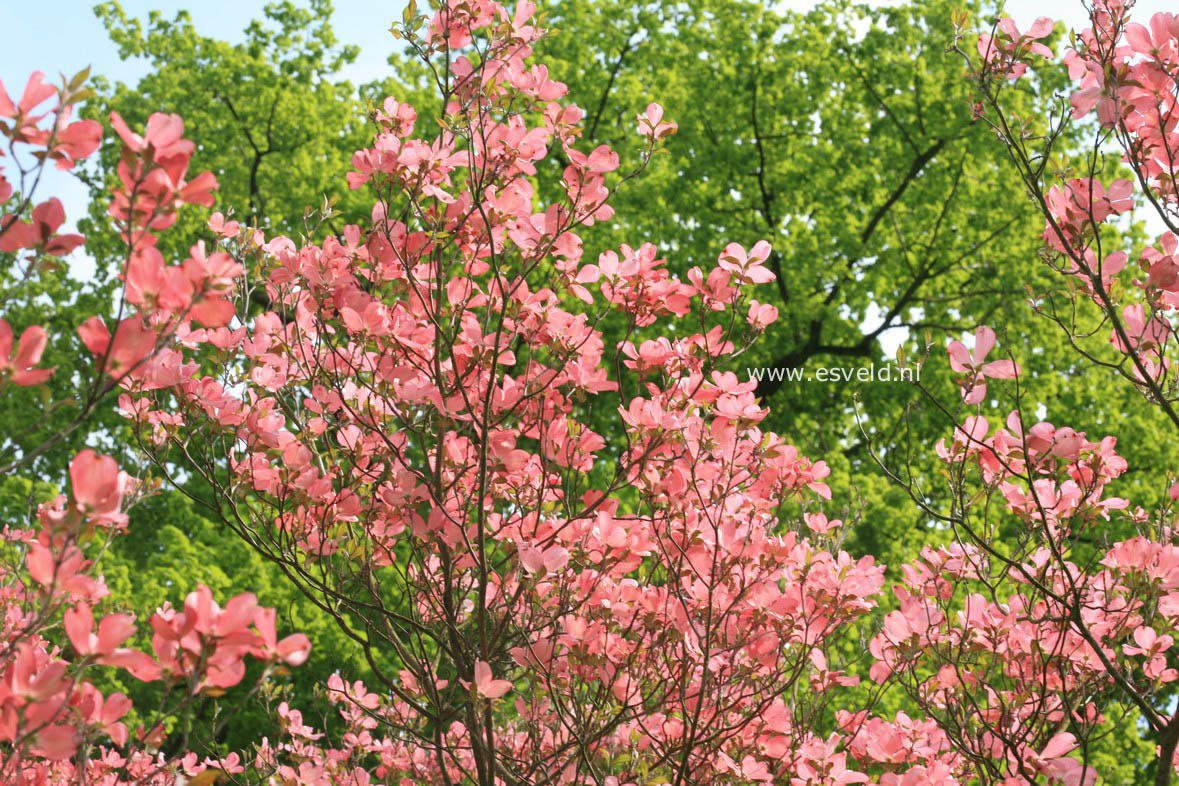 Cornus florida 'Rubra'