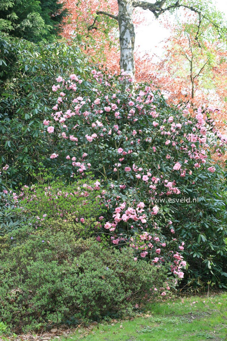 Camellia williamsii 'Donation'