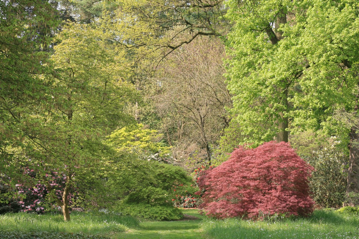 Acer palmatum 'Ornatum'