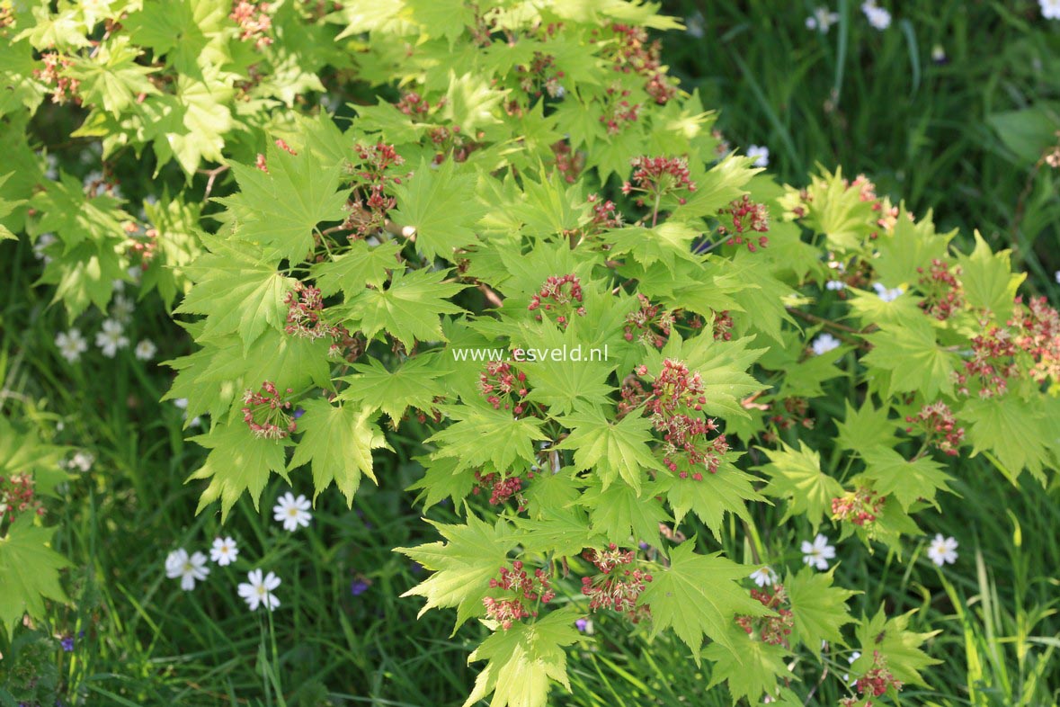 Acer shirasawanum