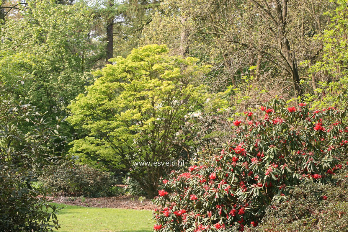 Acer shirasawanum 'Aureum'