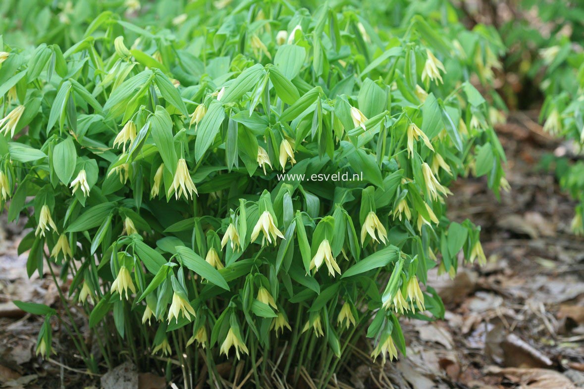 Uvularia grandiflora