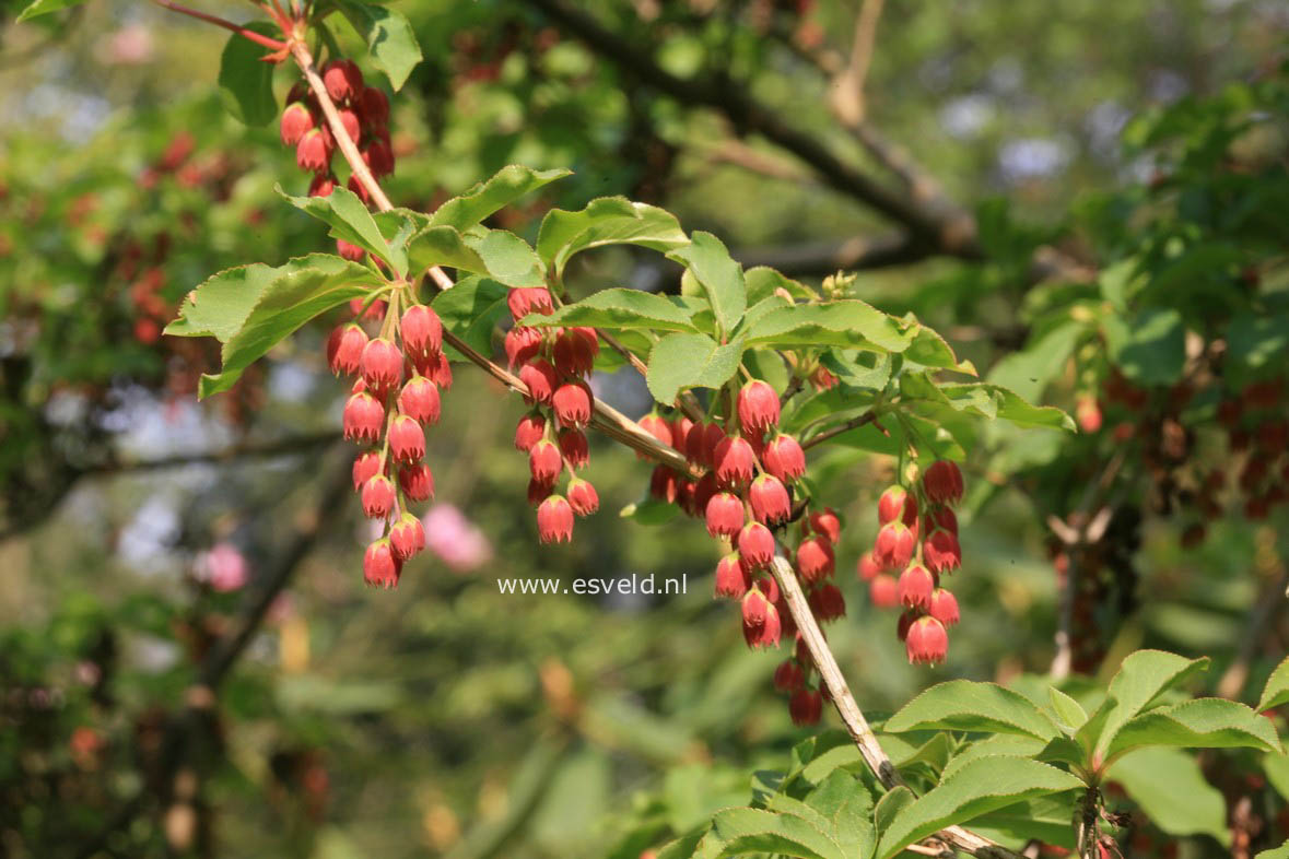 Enkianthus cernuus rubens