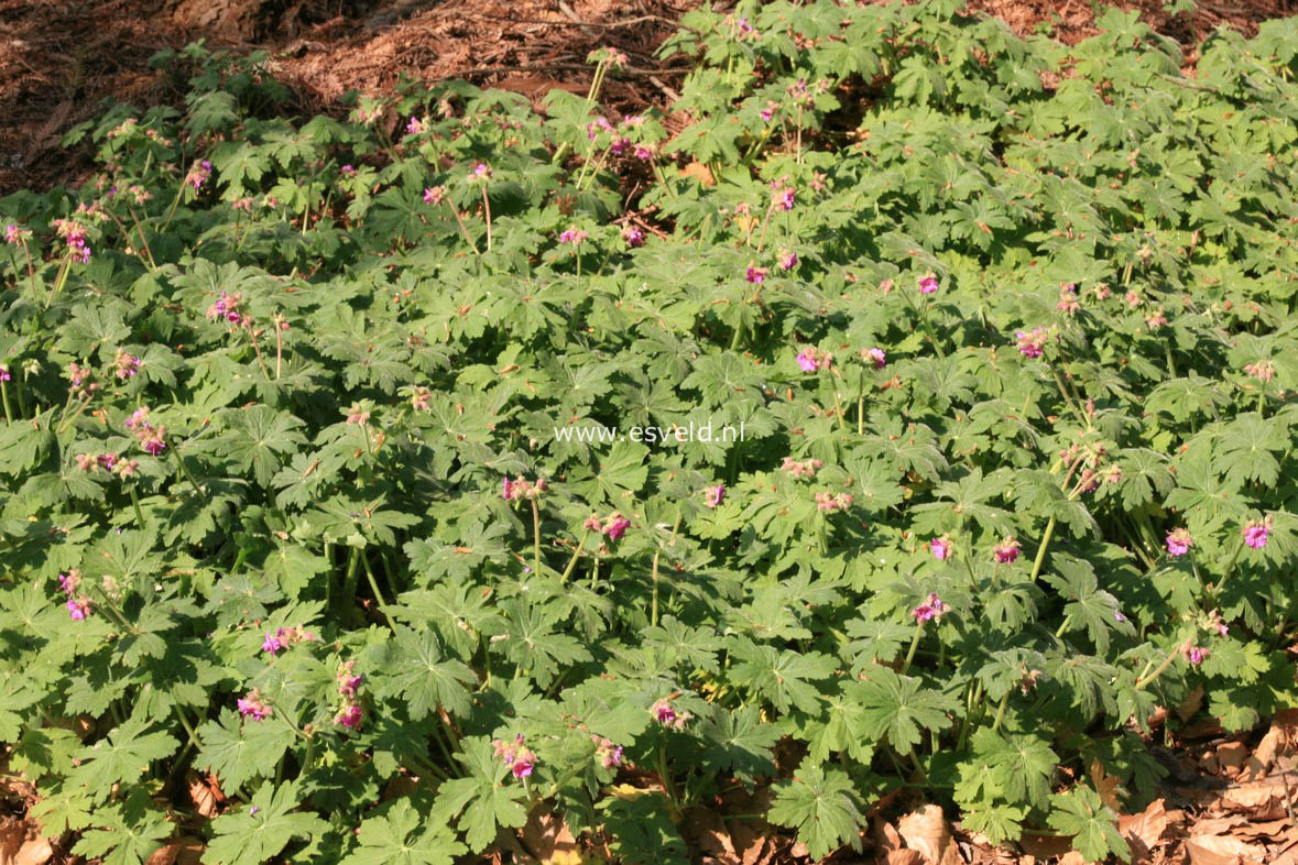 Geranium macrorrhizum