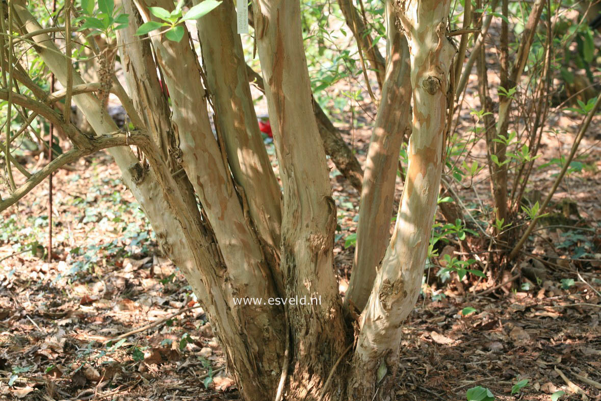 Clethra barbinervis