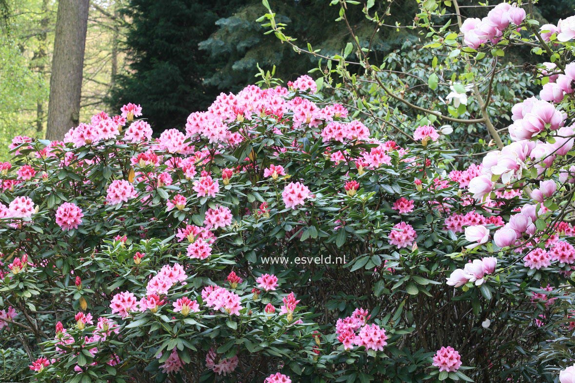 Rhododendron 'Cosmopolitan'