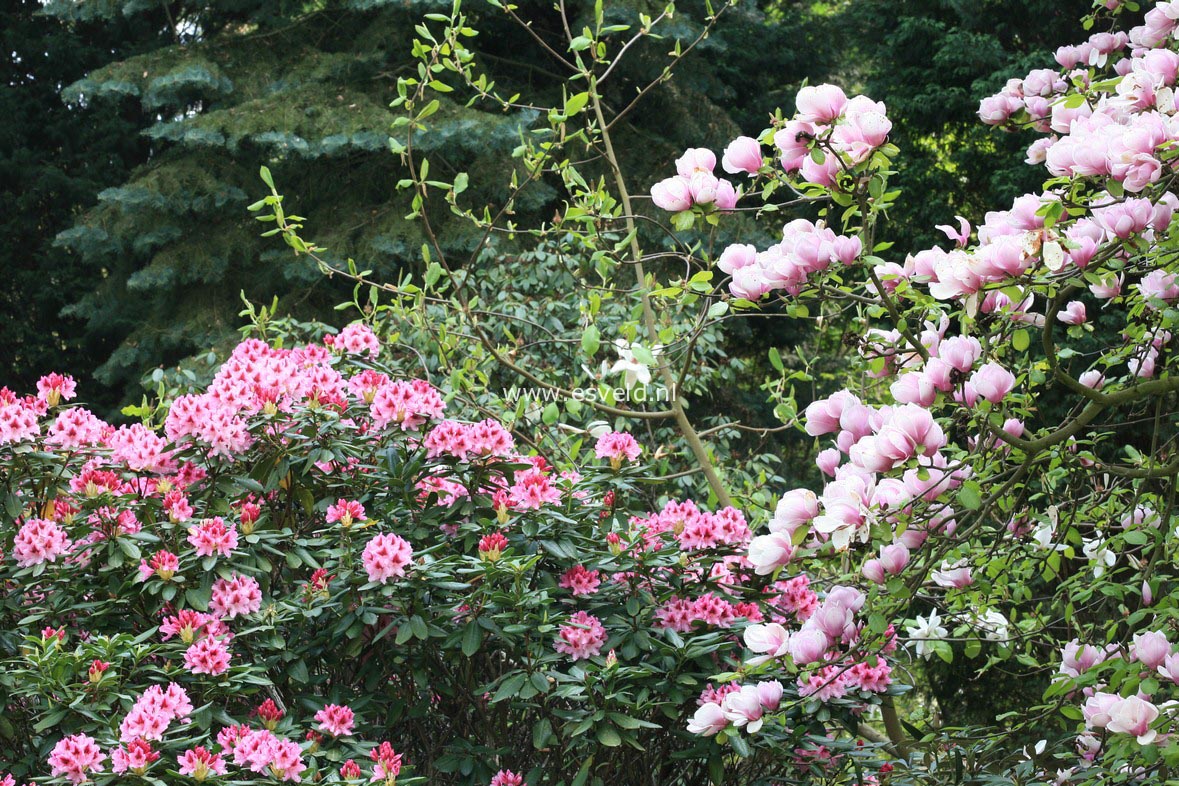 Rhododendron 'Cosmopolitan'