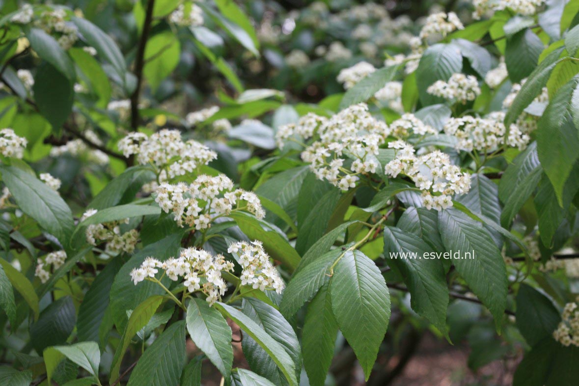 Sorbus caloneura