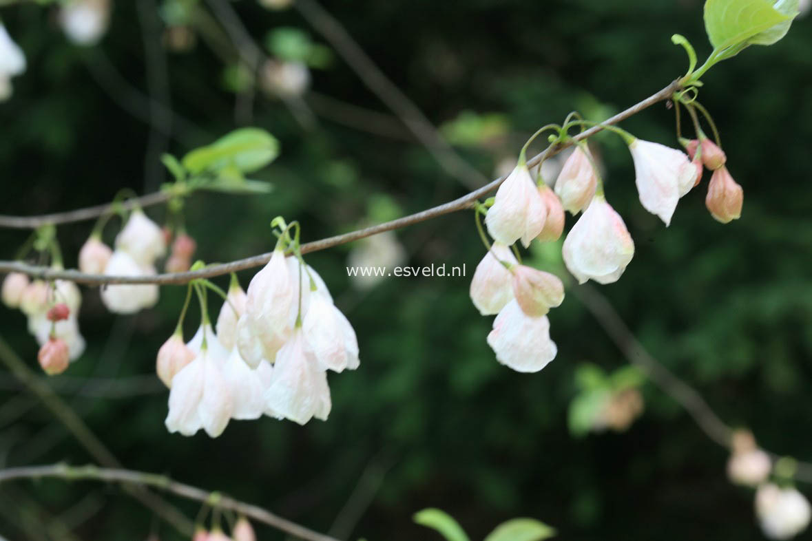 Halesia monticola vestita