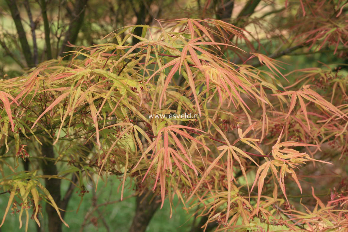 Acer palmatum 'Villa Taranto'