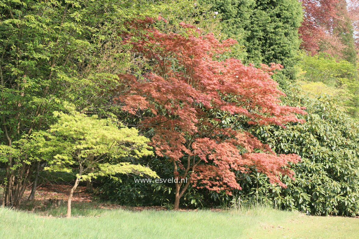 Acer palmatum 'Ohgon sarasa'