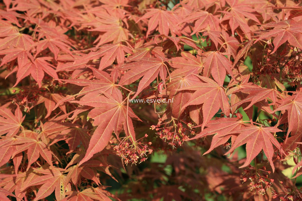 Acer palmatum 'Ohgon sarasa'