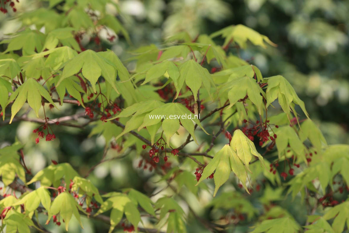 Acer palmatum 'Ohsakazuki'