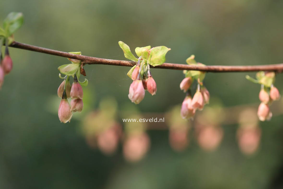 Halesia carolina