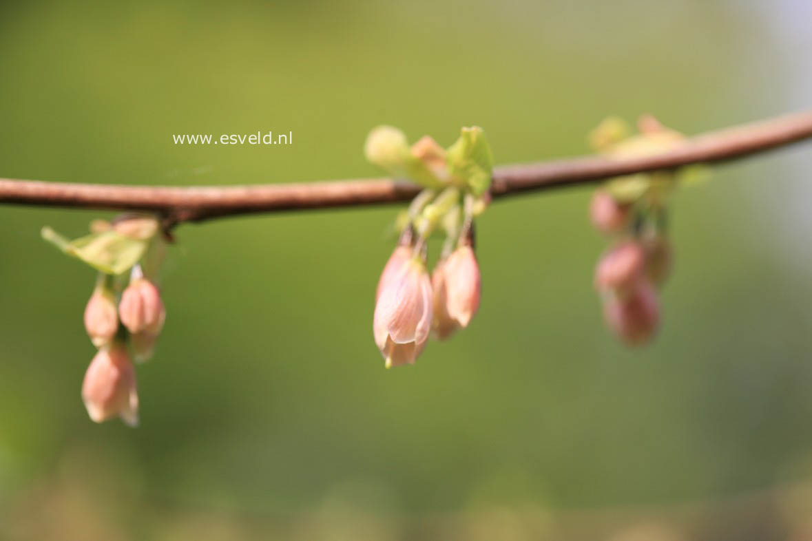 Halesia carolina