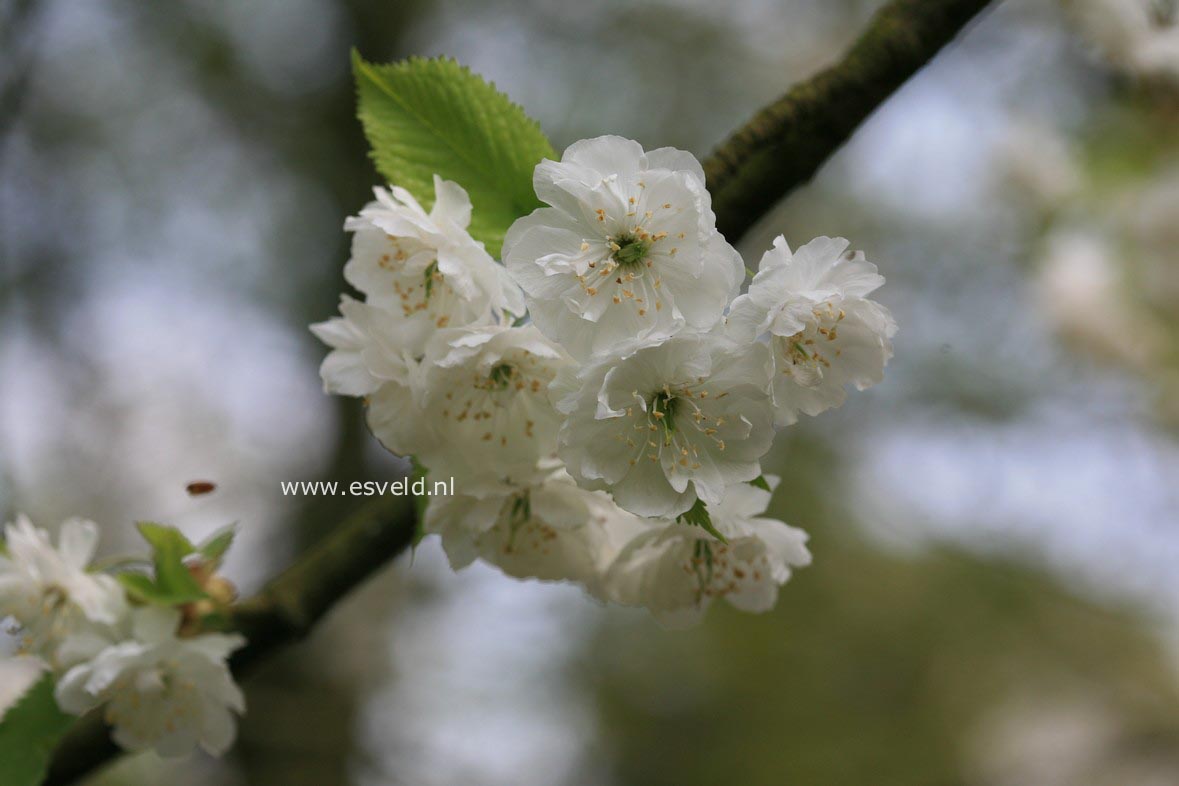 Prunus avium 'Plena'