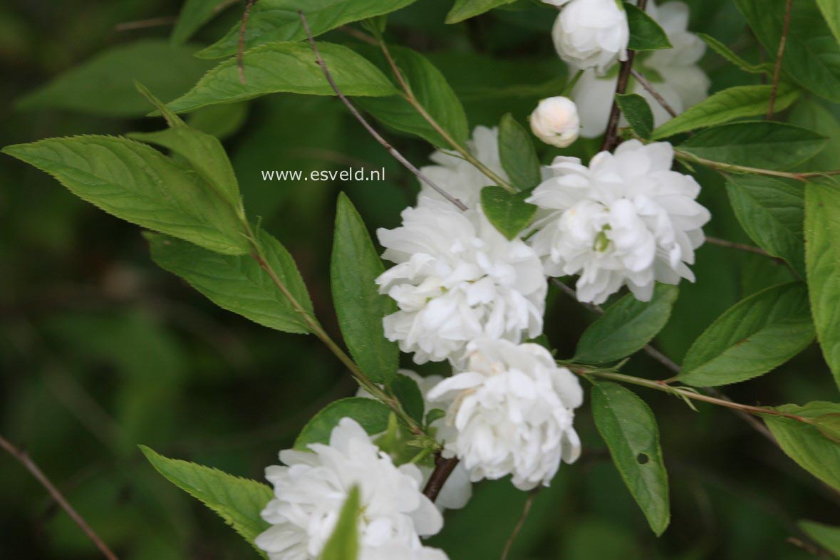 Prunus glandulosa 'Alba Plena'