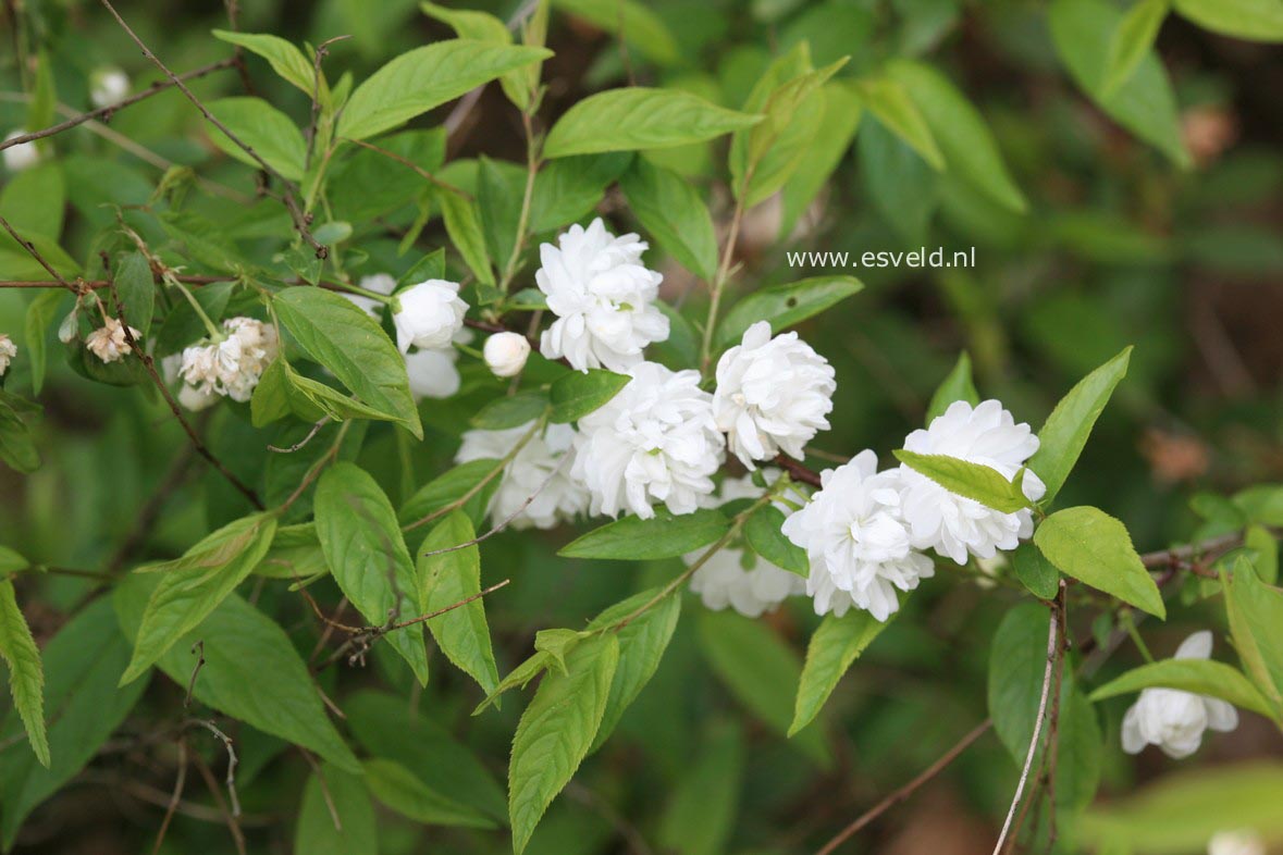 Prunus glandulosa 'Alba Plena'