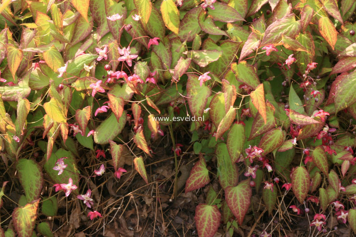 Epimedium rubrum