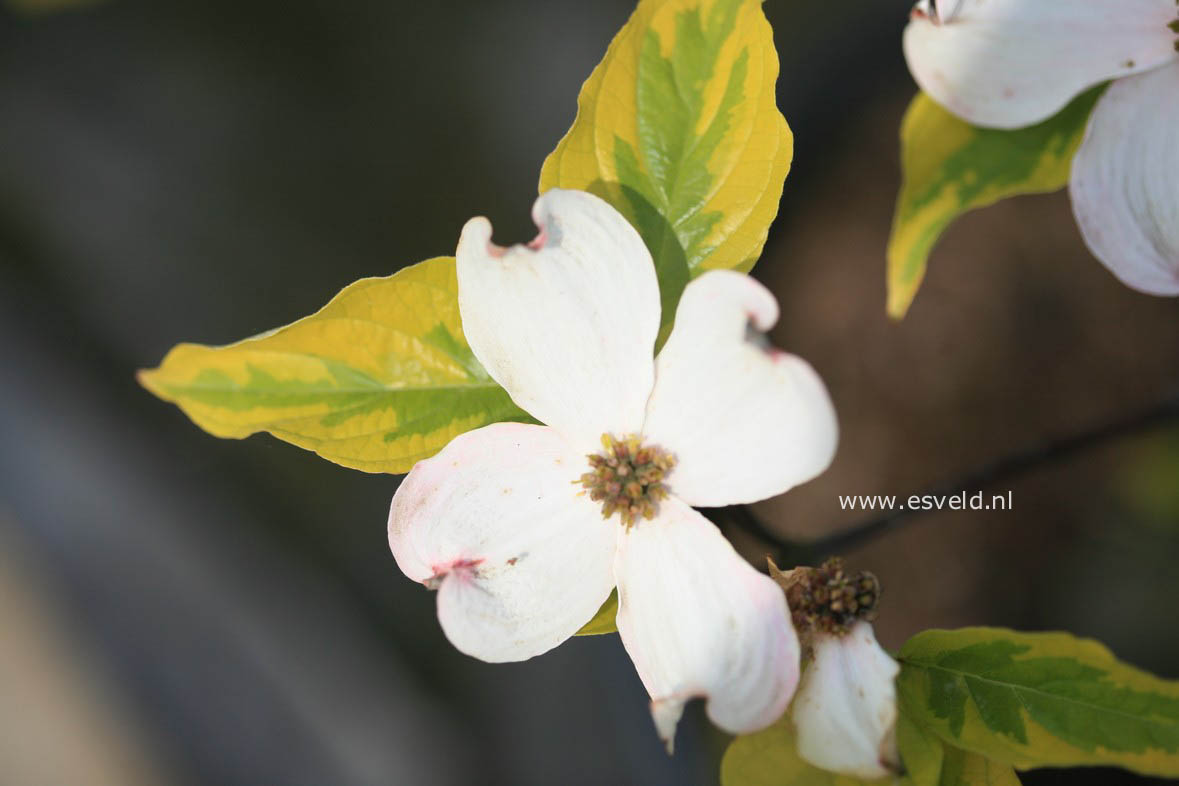 Cornus florida 'Rainbow'