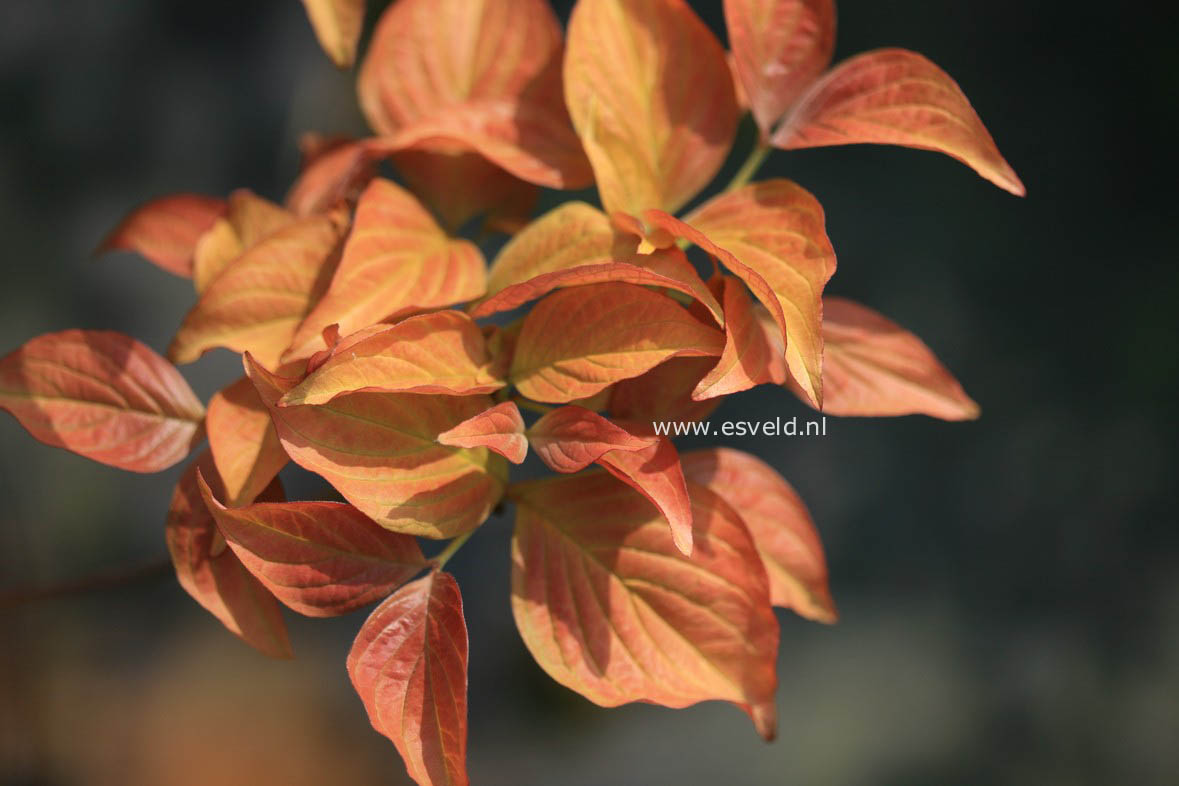 Cornus florida