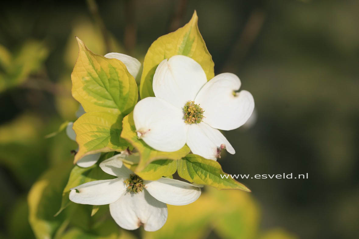 Cornus florida 'George Henry Ford'