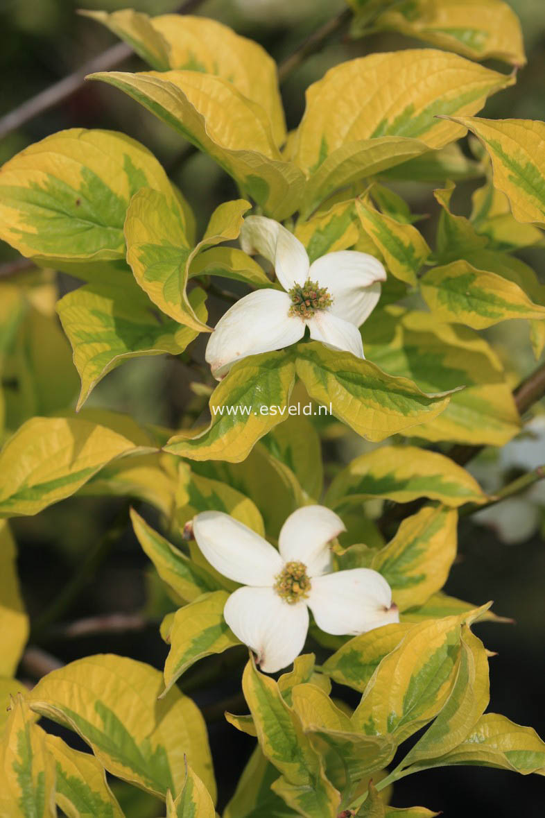 Cornus florida 'George Henry Ford'