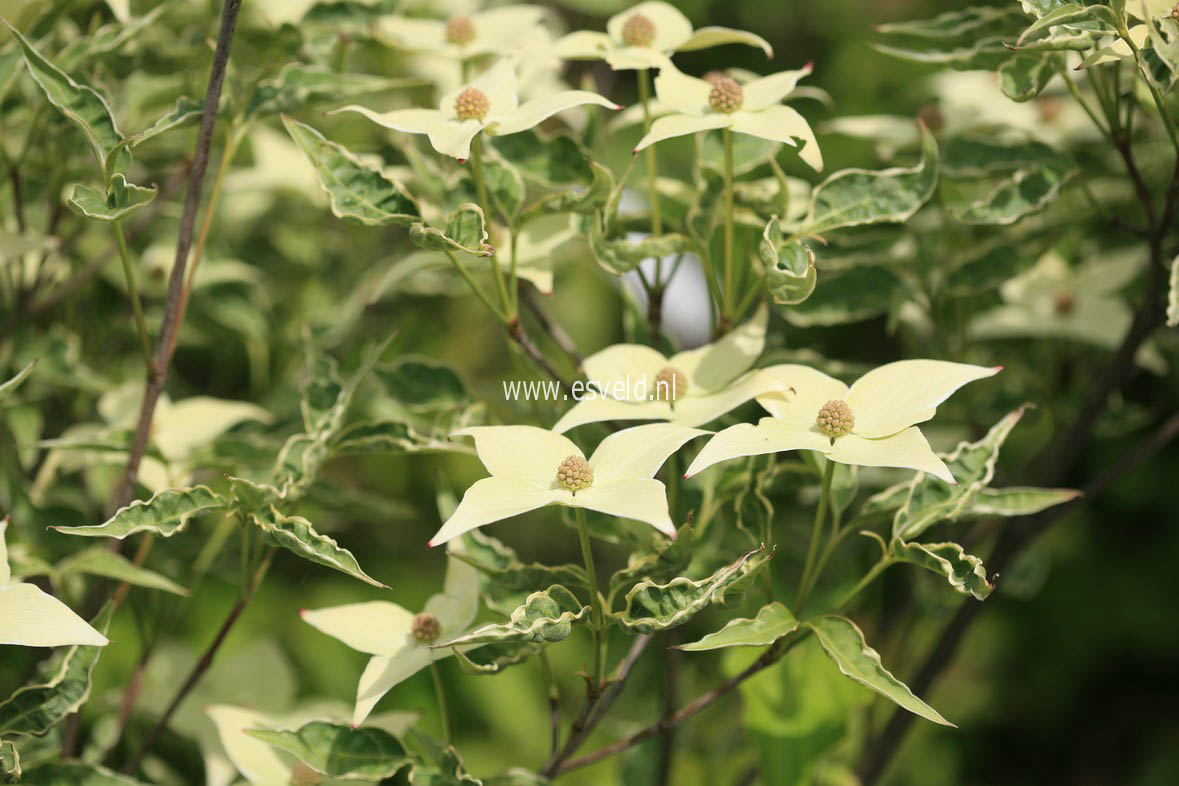 Cornus kousa 'Laura'