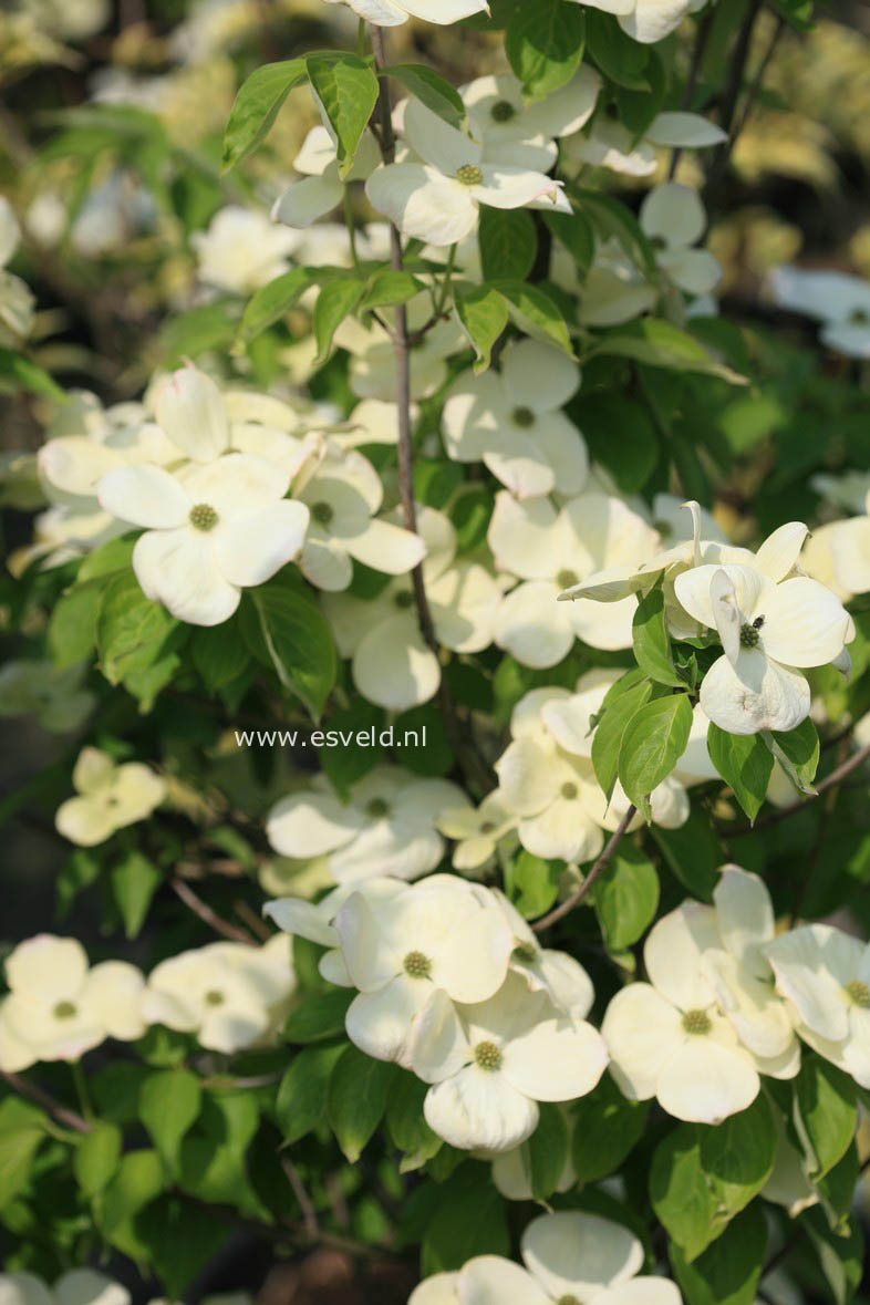 Cornus 'Rutdan' (CELESTIAL / GALAXY)