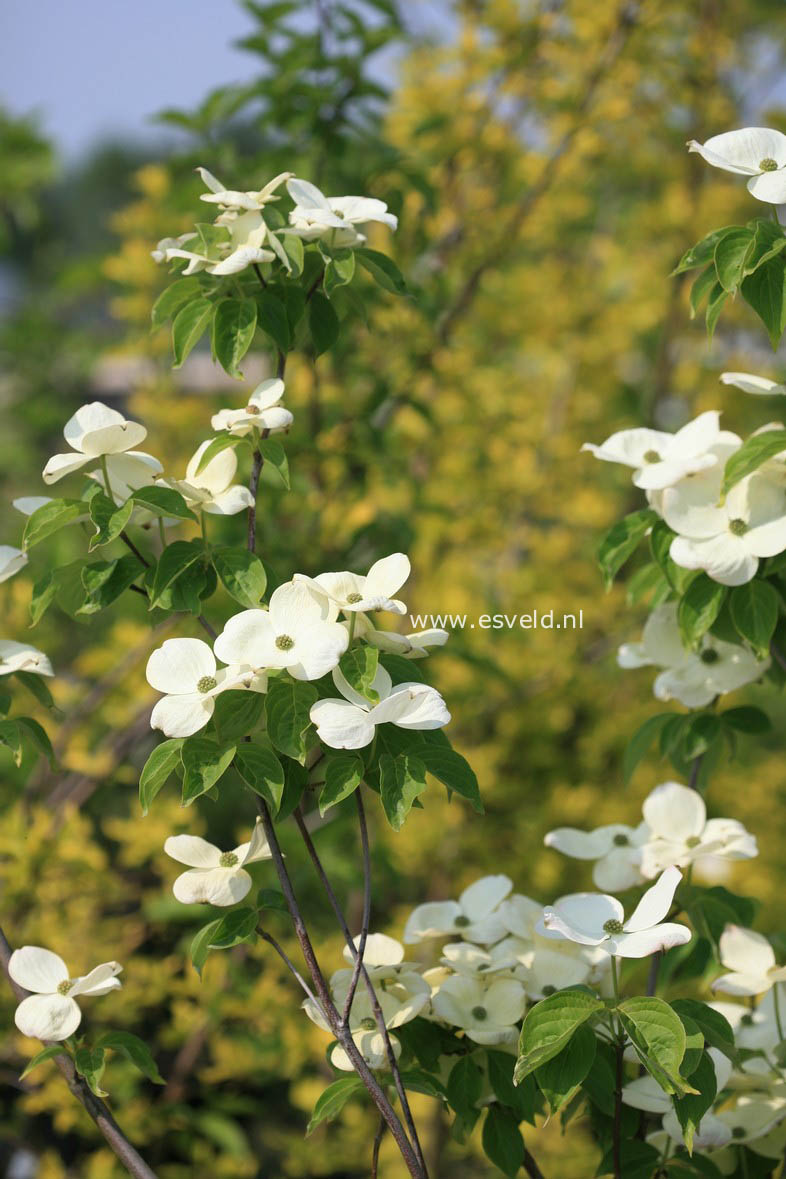 Cornus 'Rutdan' (CELESTIAL / GALAXY)