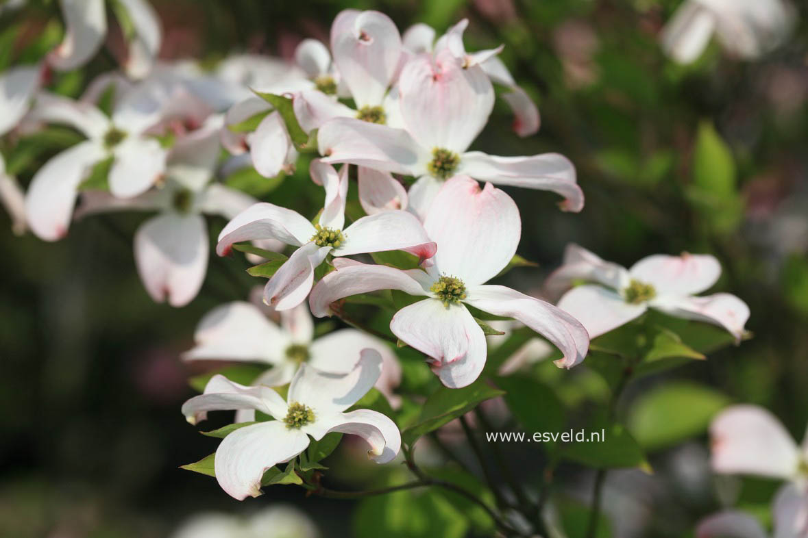 Cornus florida 'Rubra'