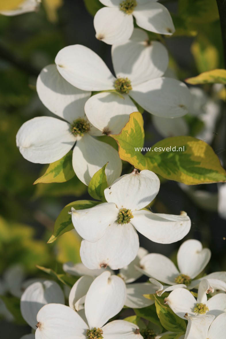 Cornus florida 'George Henry Ford'