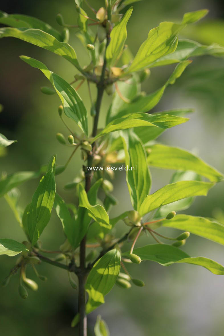 Cornus mas 'Jolico'