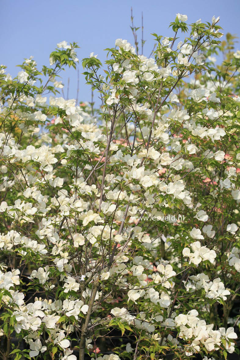 Cornus 'Rutlan' (RUTH ELLEN)