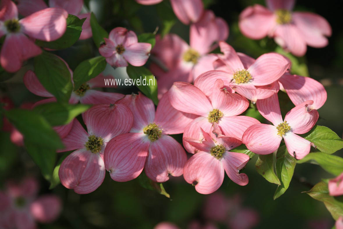 Cornus florida 'Cherokee Chief'