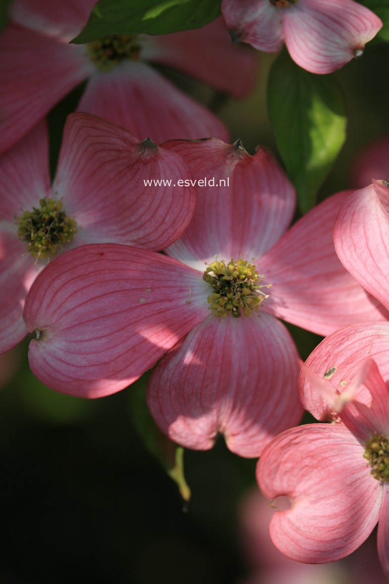 Cornus florida 'Cherokee Chief'