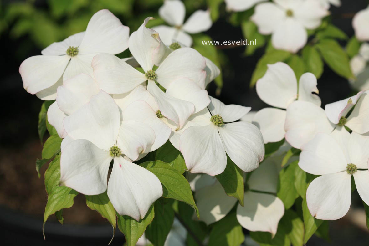 Cornus 'Rutfan' (STARDUST)