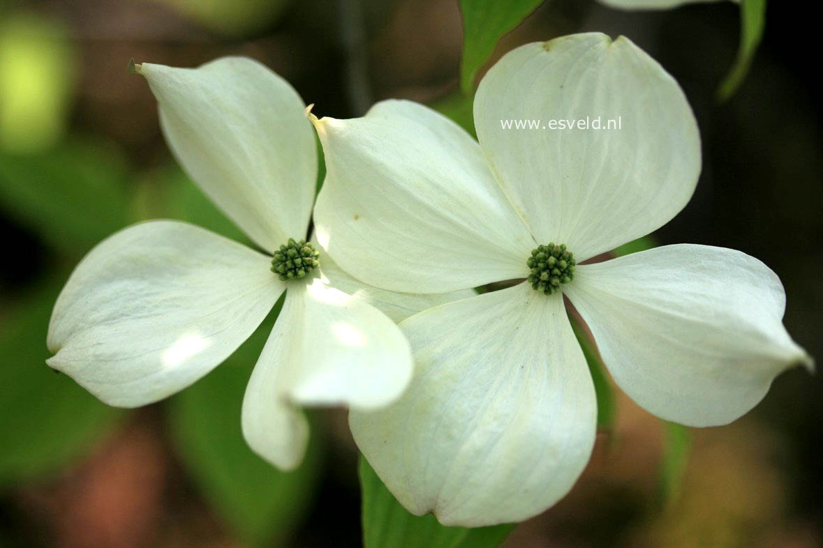 Cornus 'Rutfan' (STARDUST)