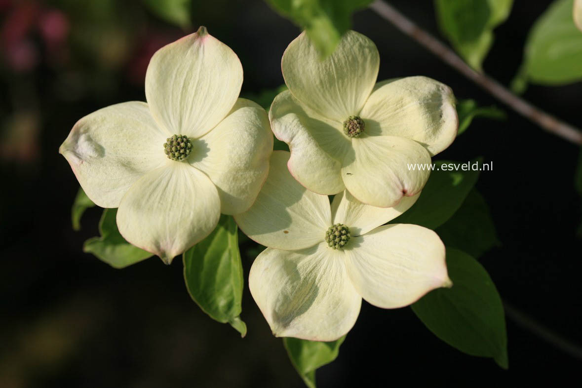 Cornus 'Rutban' (AURORA)