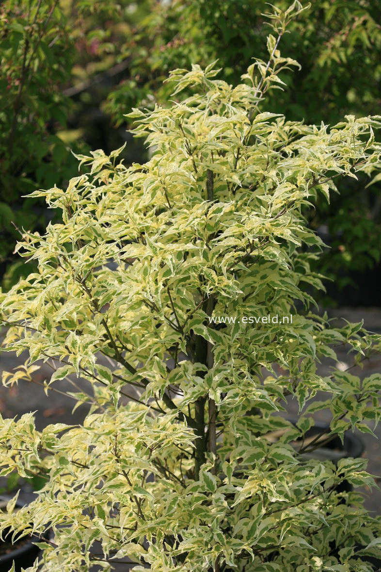 Cornus kousa 'Laura'