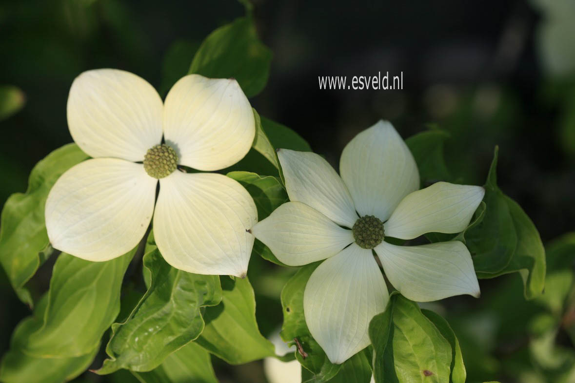 Cornus kousa 'KN4-43' (STARLIGHT)