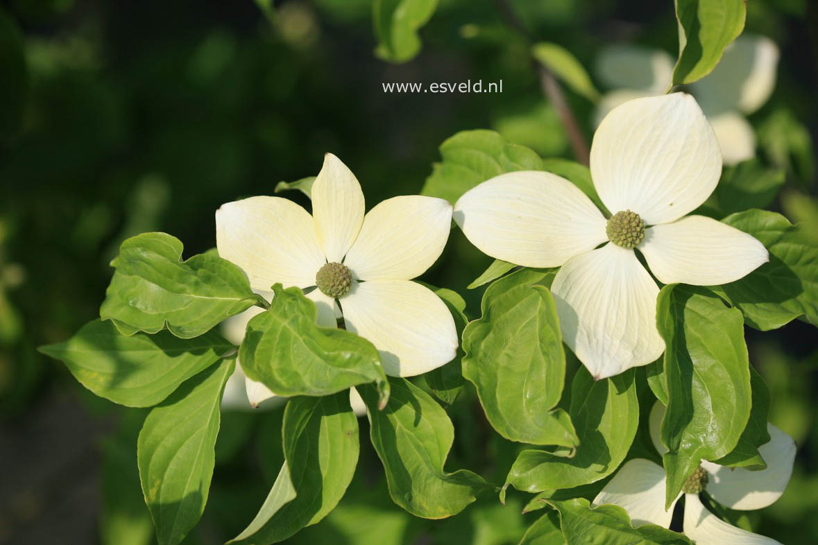 Cornus kousa 'KN4-43' (STARLIGHT)