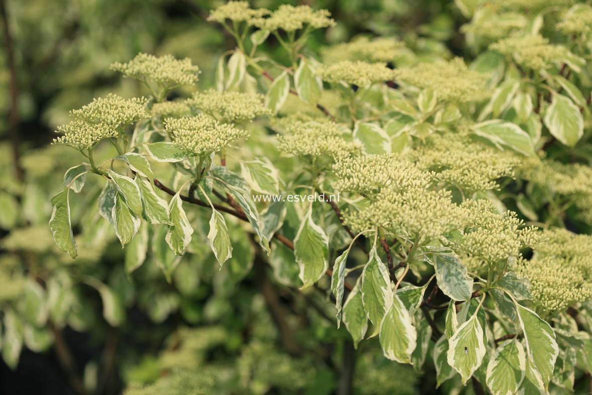 Cornus controversa 'Variegata'