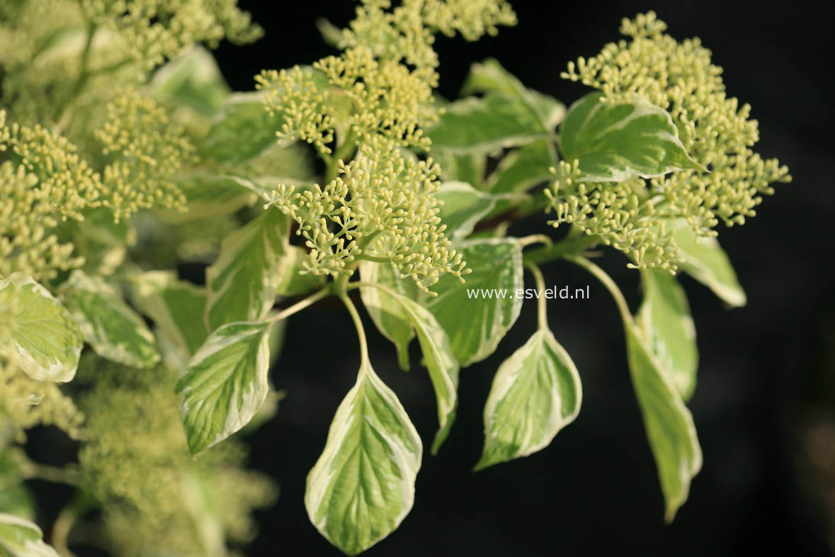 Cornus controversa 'Variegata'