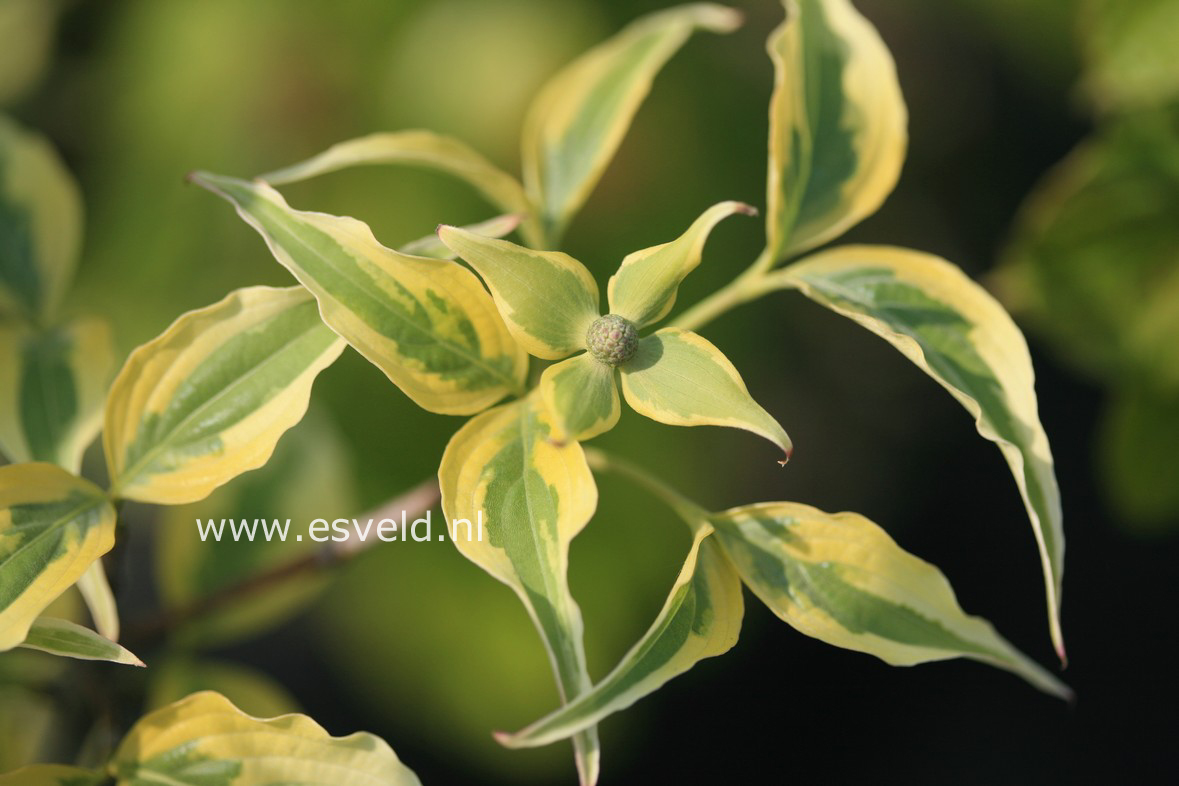 Cornus kousa 'Tri-Splendor'