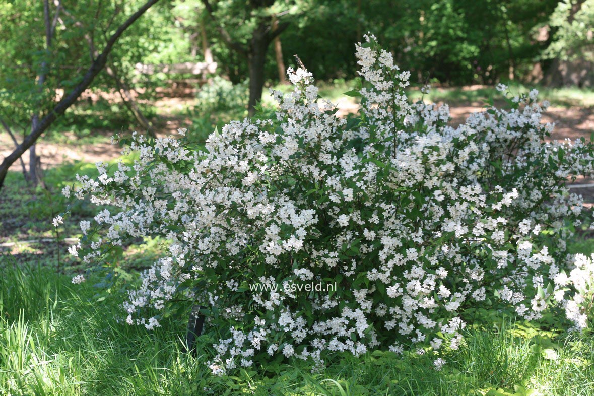 Deutzia rosea 'Campanulata'