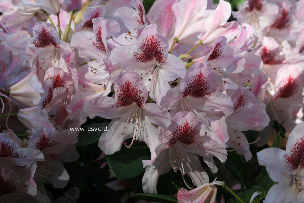 Rhododendron 'Cosmopolitan'